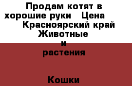 Продам котят в хорошие руки › Цена ­ 100 - Красноярский край Животные и растения » Кошки   
